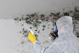 Best Water Damage & Mold Remediation  in Fall Creek, WI